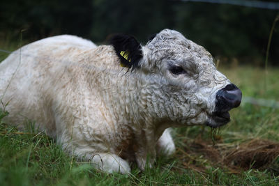Cow in a field