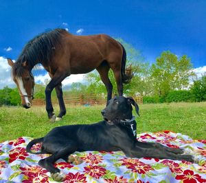 Horses in the field