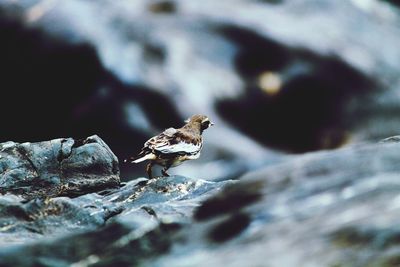 Close-up of bird