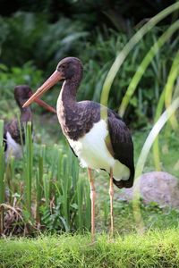 Stork on a field