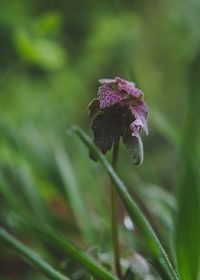 Close-up of purple flowering plant