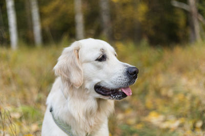 Close-up of dog looking away