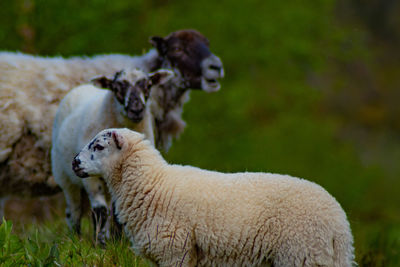 Sheep in a field