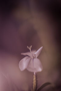Close-up of red flowering plant