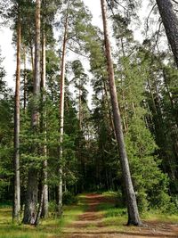 Pine trees in forest