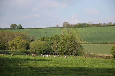 Cows grazing on field against sky