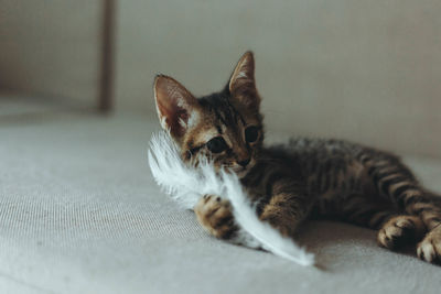 Close-up portrait of a kitten