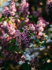 Close-up of pink flowering plant