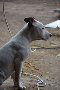 Close-up of dog sitting by cable on field