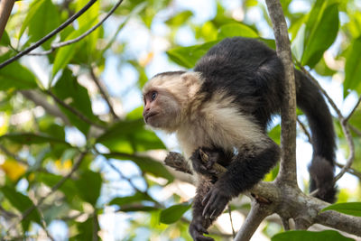 Low angle view of monkey on tree