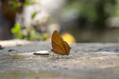 Surface level of butterfly on wet footpath