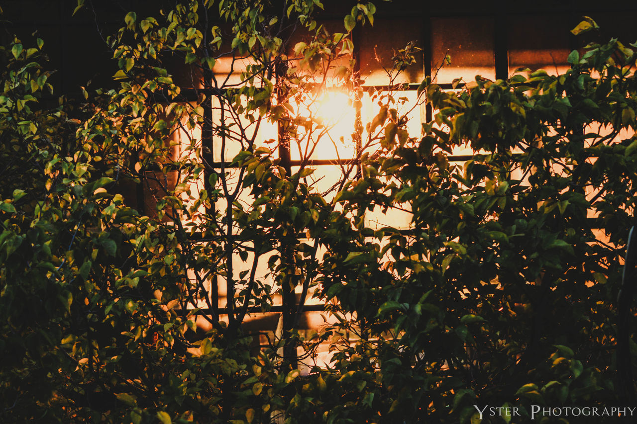 CLOSE-UP OF PLANTS AT SUNSET