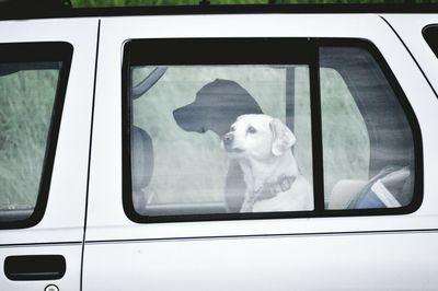 Dog sitting in car