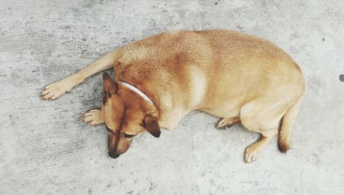 High angle view of a relaxed dog