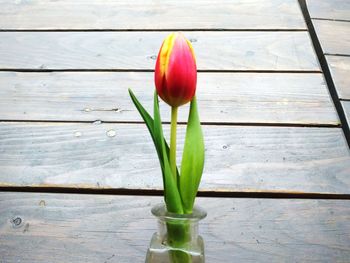 Close-up of tulip flower in vase on table