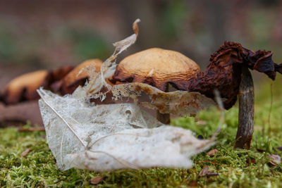 Close-up of mushrooms growing on field