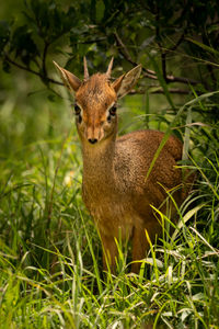 Close-up of deer on field