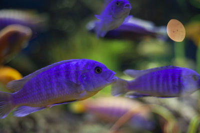 Close-up of fish swimming in sea