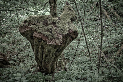 Trees in forest