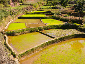 High angle view of rice paddy by lake