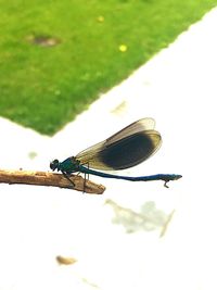 Close-up of damselfly on leaf