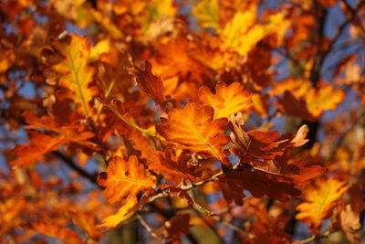 Close-up of maple leaves on tree during autumn