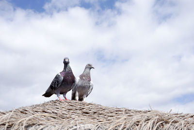 Pigeons perching on thatched roof against sky