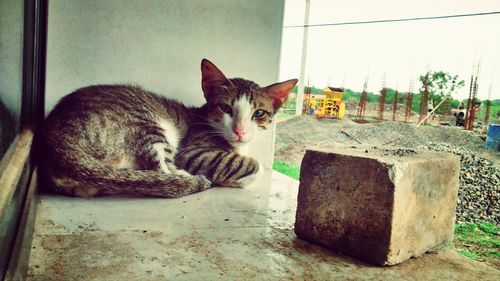 Portrait of cat