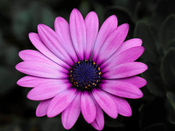 Close-up of pink flower