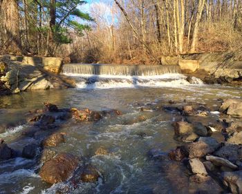 River flowing through forest