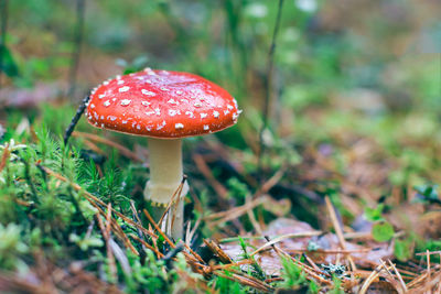fungus
