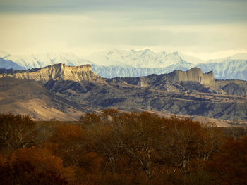 Desert beauty, chachuna manages reserve, georgia