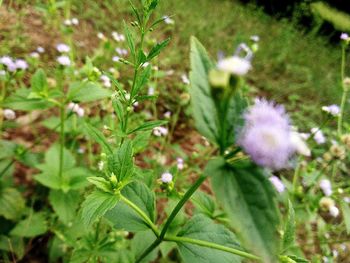 Close-up of flowering plant on field