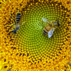 Close-up of bee pollinating on sunflower
