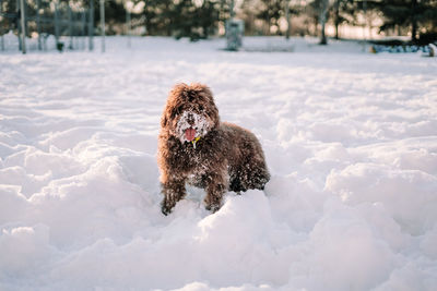 A beautiful brown spanish water dog having fun in the snow. portrait of dogs concept