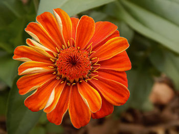 Close-up of orange flower