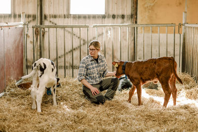 Female farmer examining calves at cattle farm