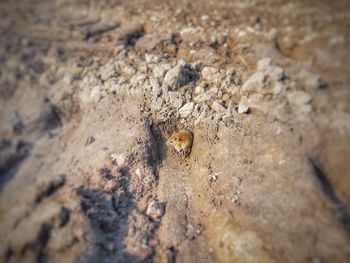 Close-up of caterpillar on sand