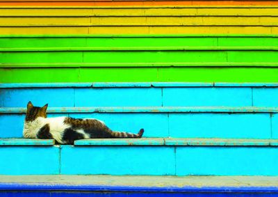 Cat looking through window