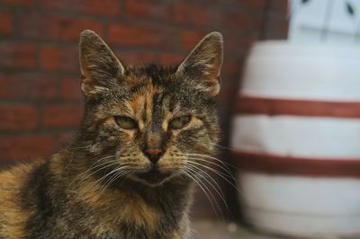 Close-up portrait of cat