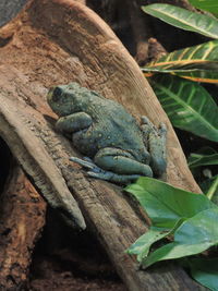 Close-up of frog on wood