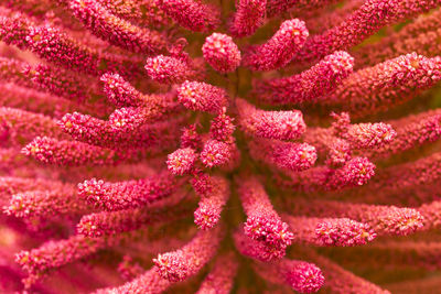 Full frame shot of pink flowering plant