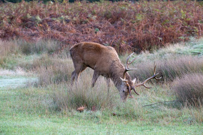 Deer in a field