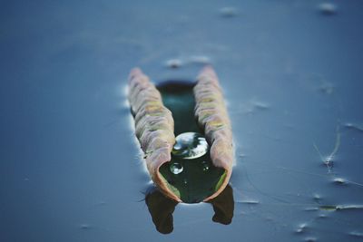 Close-up of leaf on lake