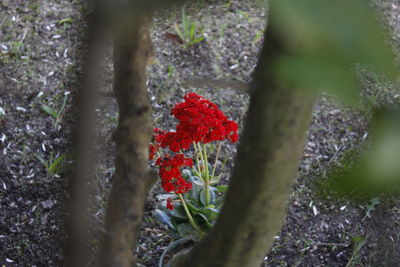 Close-up of red flowering plant