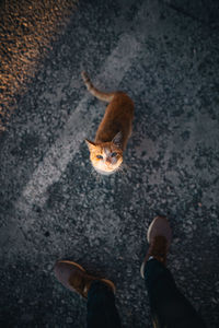 High angle view of person standing by cat standing on road