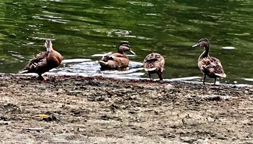 Ducks in pond