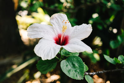 Close-up of white flower