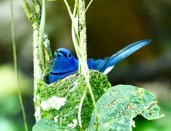 Close-up of a bird