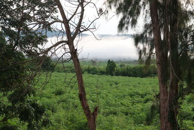 Trees in forest against sky